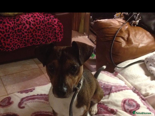 Jack Russell dogs in Wednesbury - Advert 22