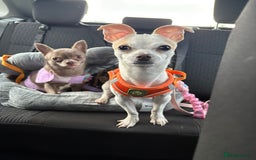 Mixed Breed dogs for sale: Smashing little Chi cross boy - Image 1