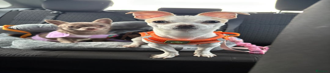 Mixed Breed Puppy 1