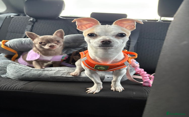 Mixed Breed dogs - Advert 15