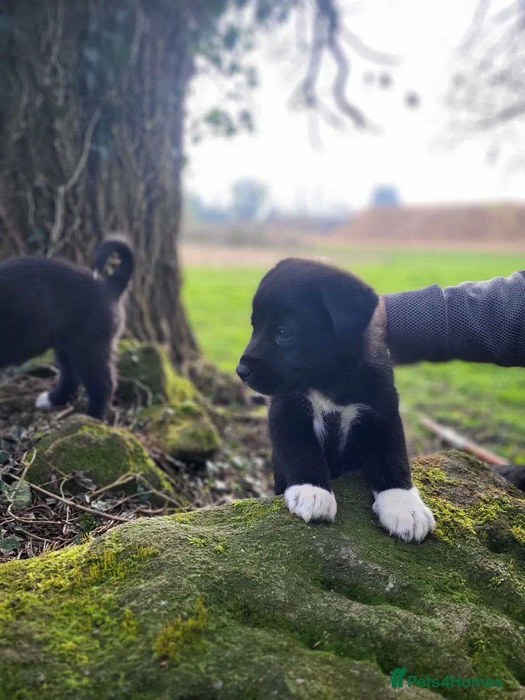Mixed Breed dogs for sale: 3 stunning Hybrid cane corso pups.  in Nottingham - Advert 16