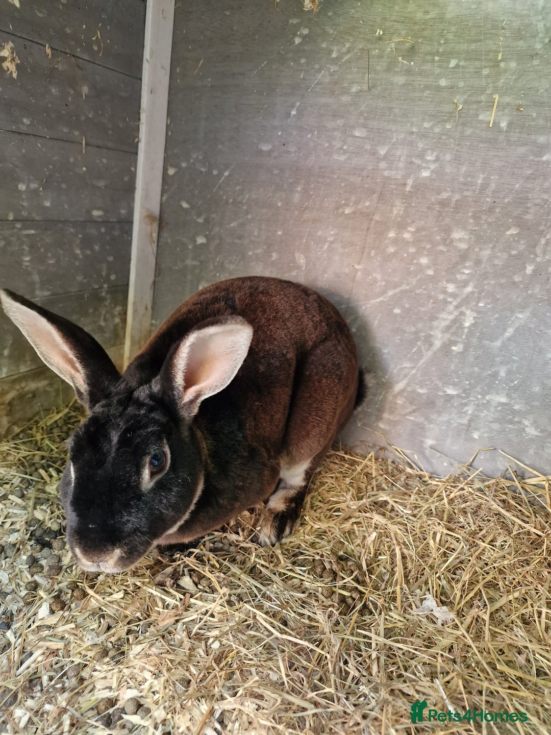 Mixed Breed rabbits for sale: Mixture of mixed breed rabbits - Image 7