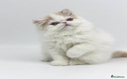 Exotic cats for sale: Outstanding quality Exotic boy & Persian girls - Image 8