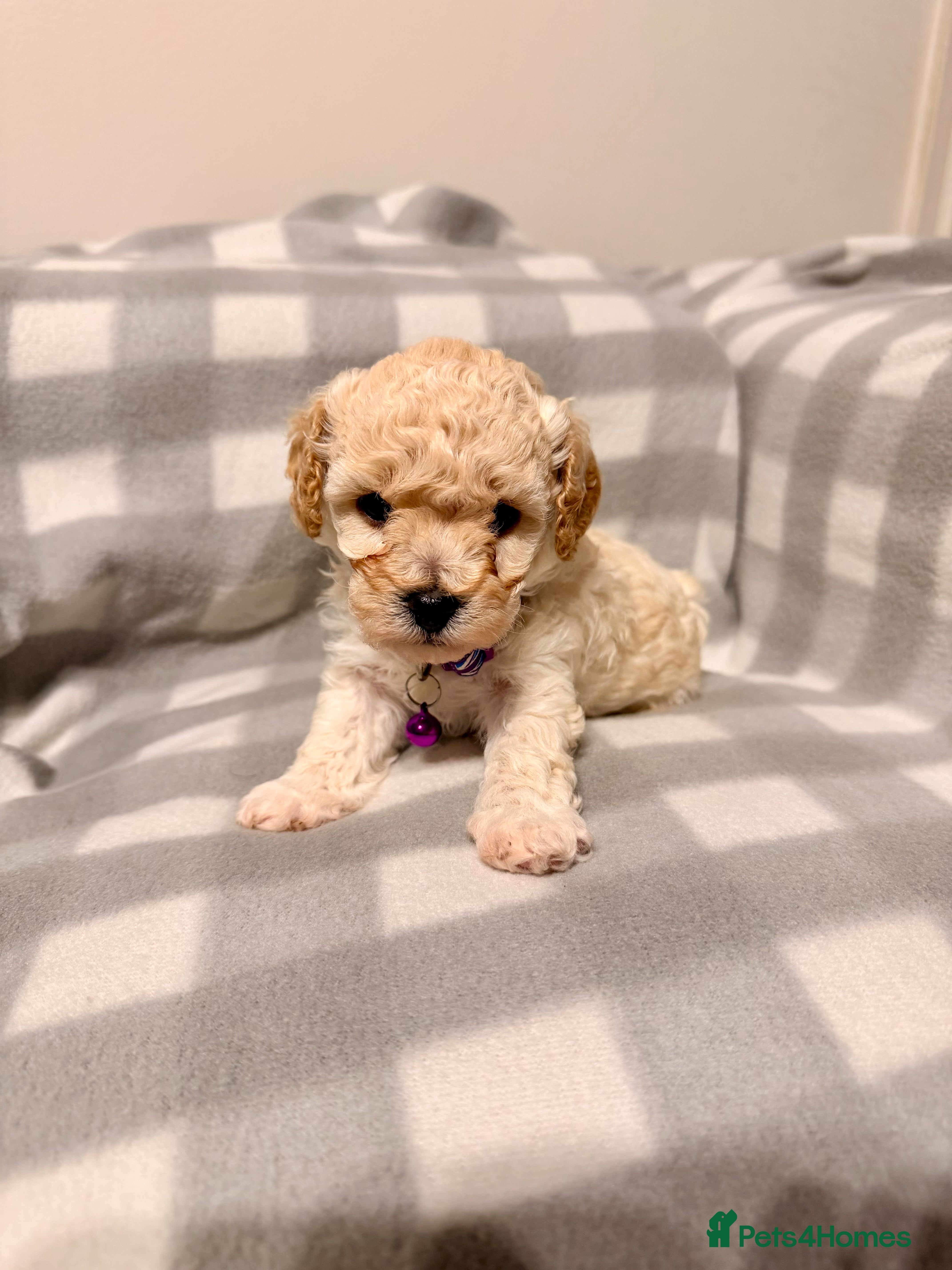 Cavapoochon dogs Cavapoochon Puppies Available From 12th January - Advert 1