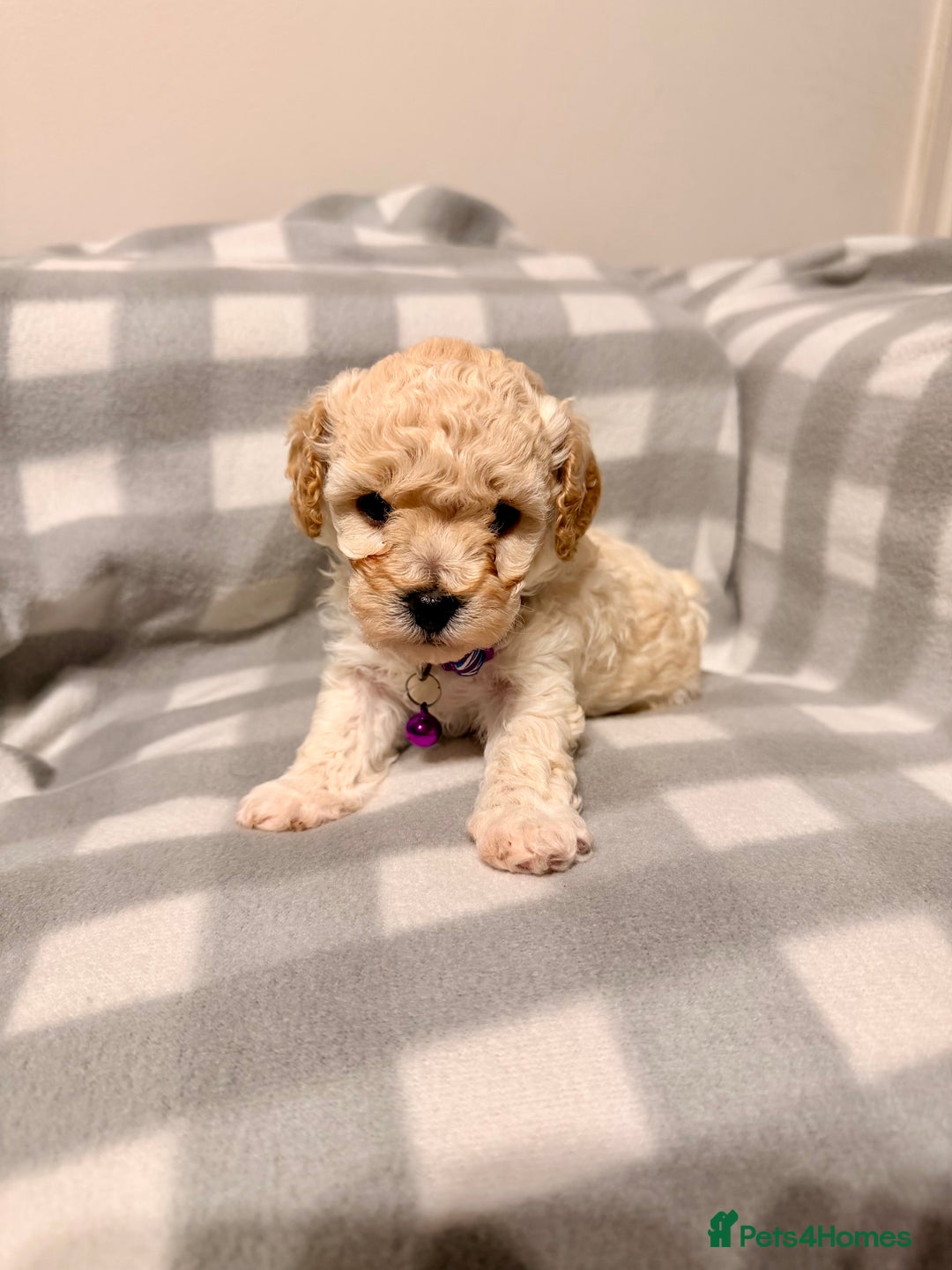 Cavapoochon dogs for sale: Cavapoochon Puppies Available From 12th January - Advert 1