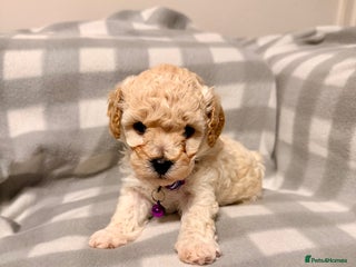 Cavapoochon dogs Cavapoochon Puppies Available From 12th January - Advert 1