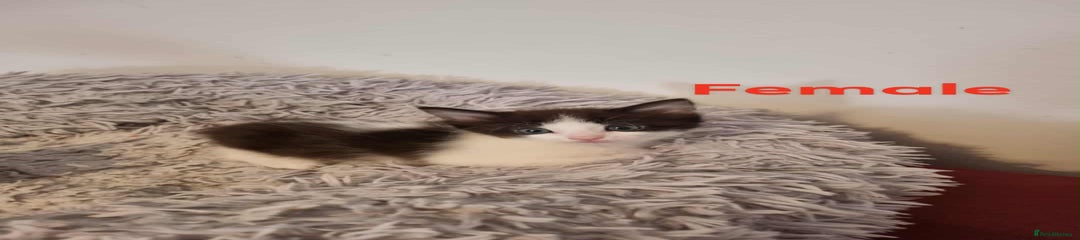 Mixed Breed Kitten 4