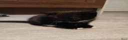 Mixed Breed cats for sale: Black and white kittens  - Advert 4