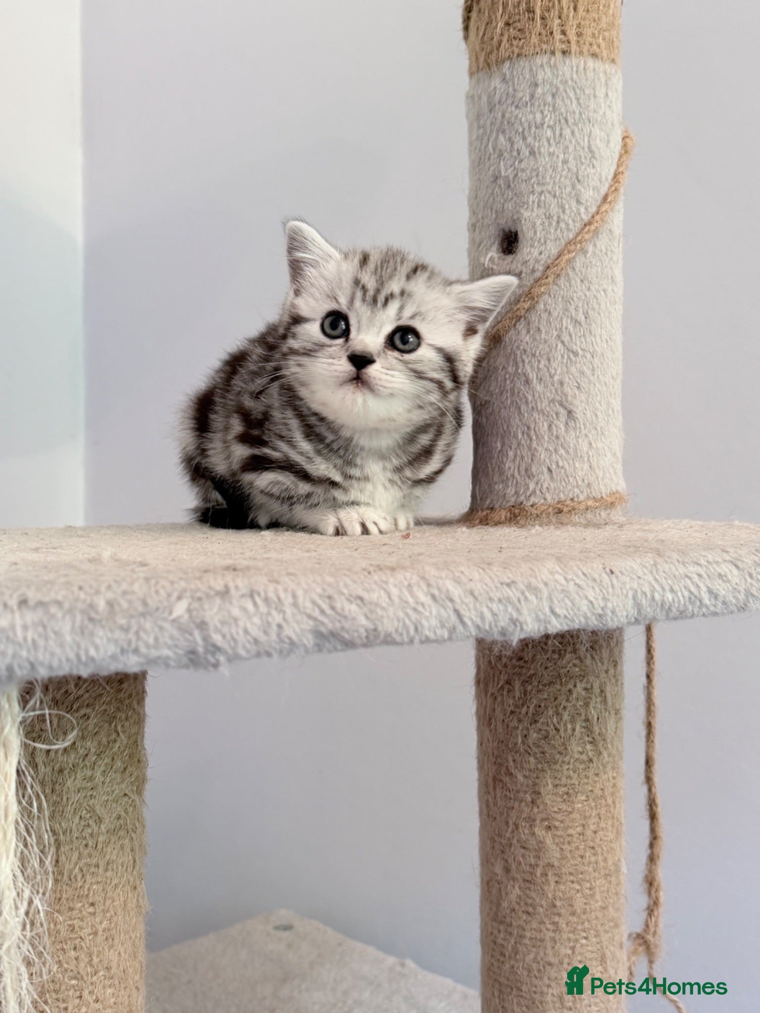 British Shorthair cats GCCF British shorthair silver tabby female kitten  - Advert 1
