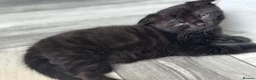 Scottish Fold cats for sale: Scottish fold kittens  in Dewsbury - Advert 7
