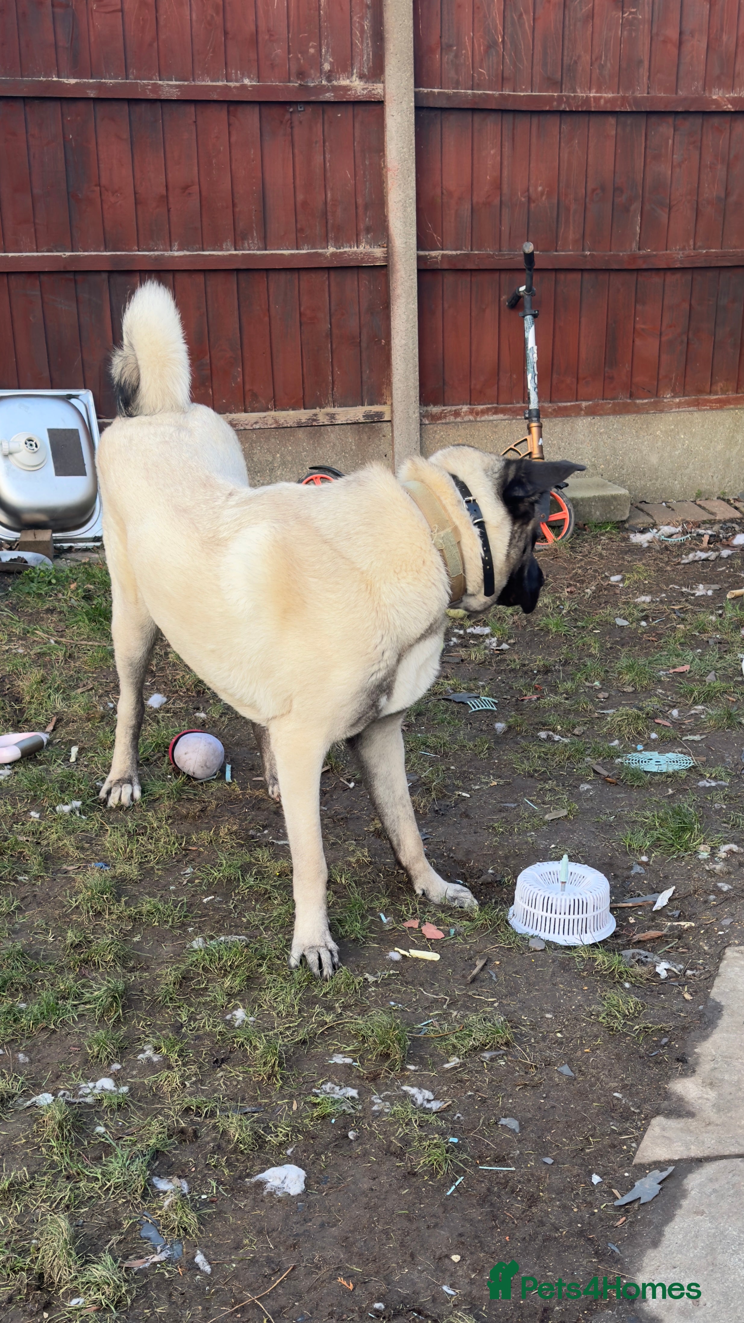 Turkish Kangal dogs Turkish kangal - Advert 1