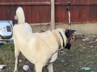 Turkish Kangal dogs Turkish kangal - Advert 4