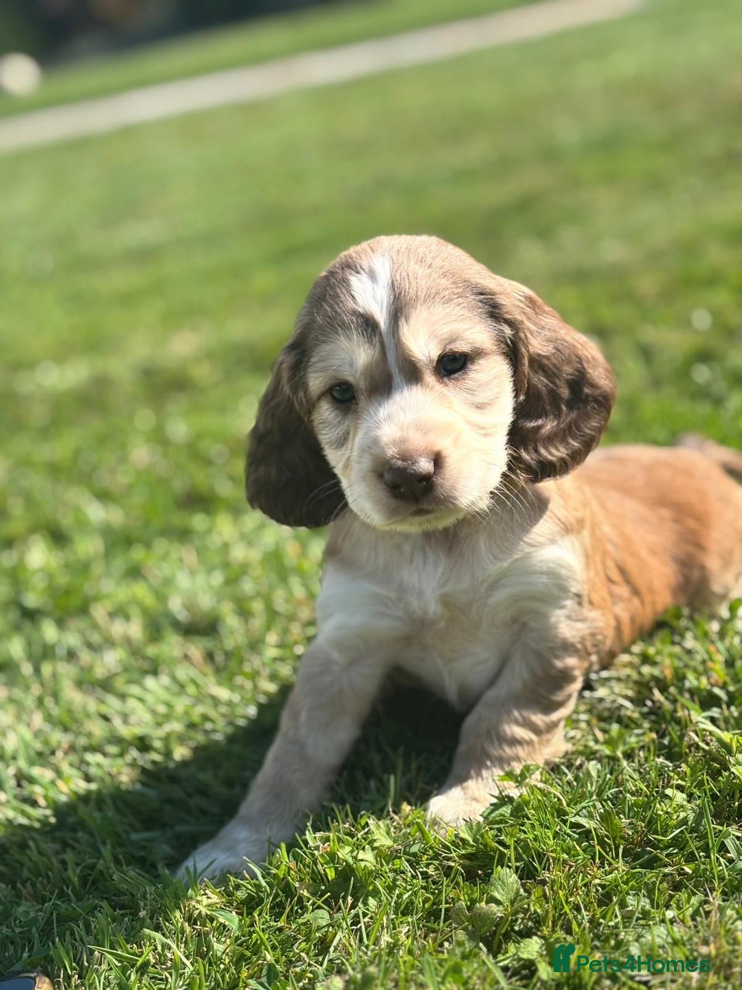 Cocker Spaniel dogs for sale: Cocker spaniel show type - Image 1