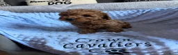 Toy Poodle dogs for sale: RED LINEAGE TINY KC HEALTH TOY POODLES LICENSED  - Advert 22