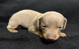 Miniature Dachshund dogs for sale: 🌟QUALITY KC REG & PRA CLR MINIATURE DACHSHUNDS🌟 - Image 16