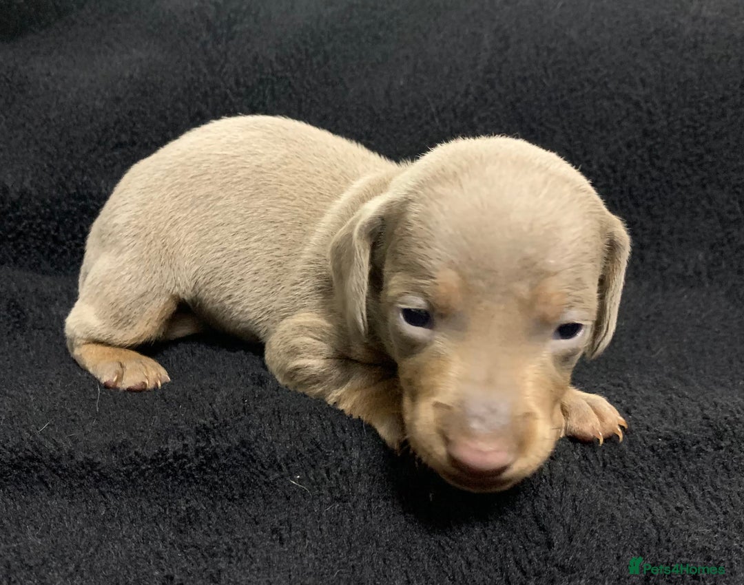 Miniature Dachshund dogs for sale: 🌟QUALITY KC REG & PRA CLR MINIATURE DACHSHUNDS🌟 - Image 16
