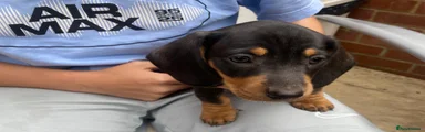 Dachshund Puppy 2