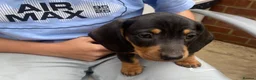 Dachshund dogs for sale: Dachund for sale poringland norwich - Advert 4