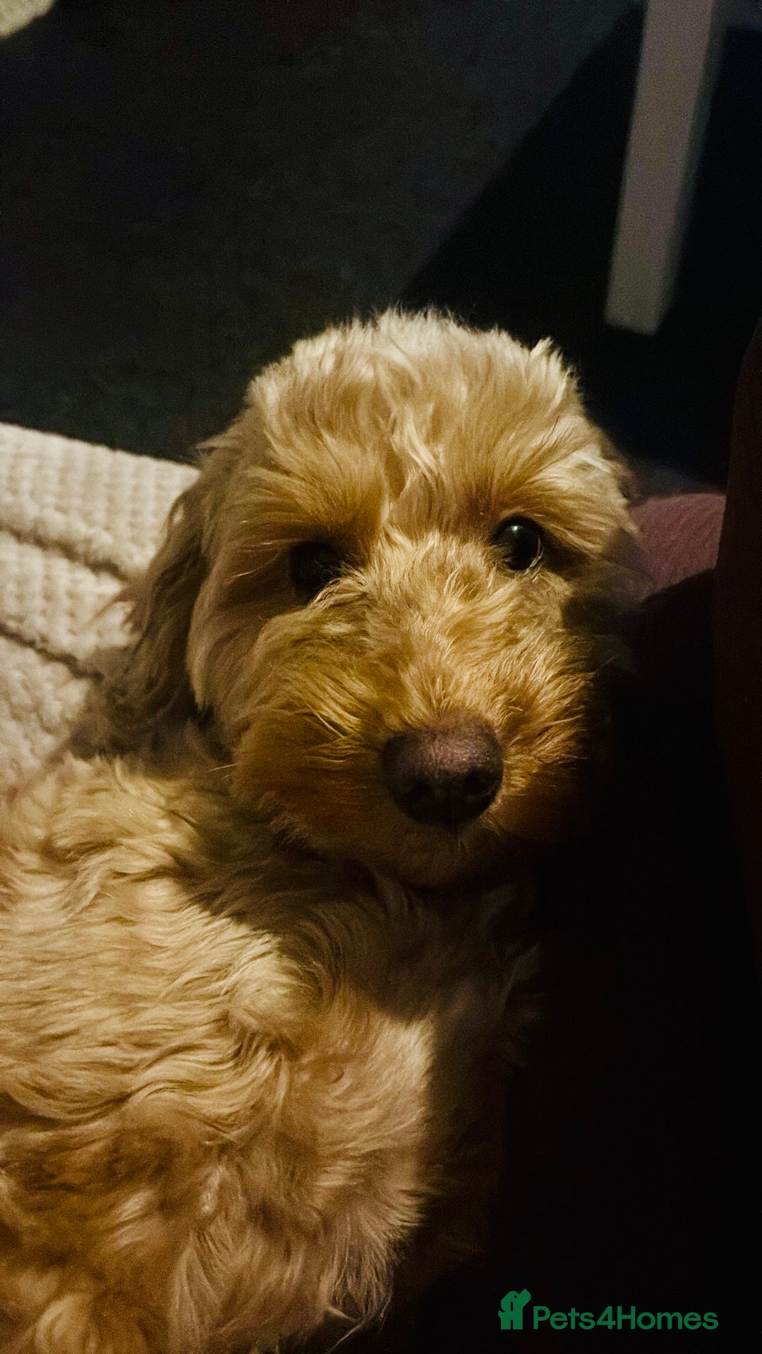 Cockapoo dogs for sale: F2 cockerpoo puppies  - Advert 3
