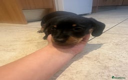 Dachshund dogs for sale: Chunky Standard Homebred Dachshunds - Image 9