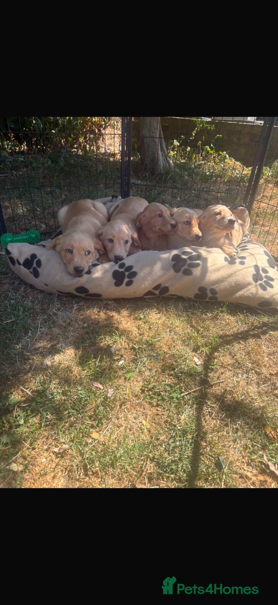 Labrador Retriever dogs Beautiful lab Puppys kc reg  - Advert 2