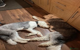 Old English Sheepdog dogs for sale: Old English puppies - Image 11