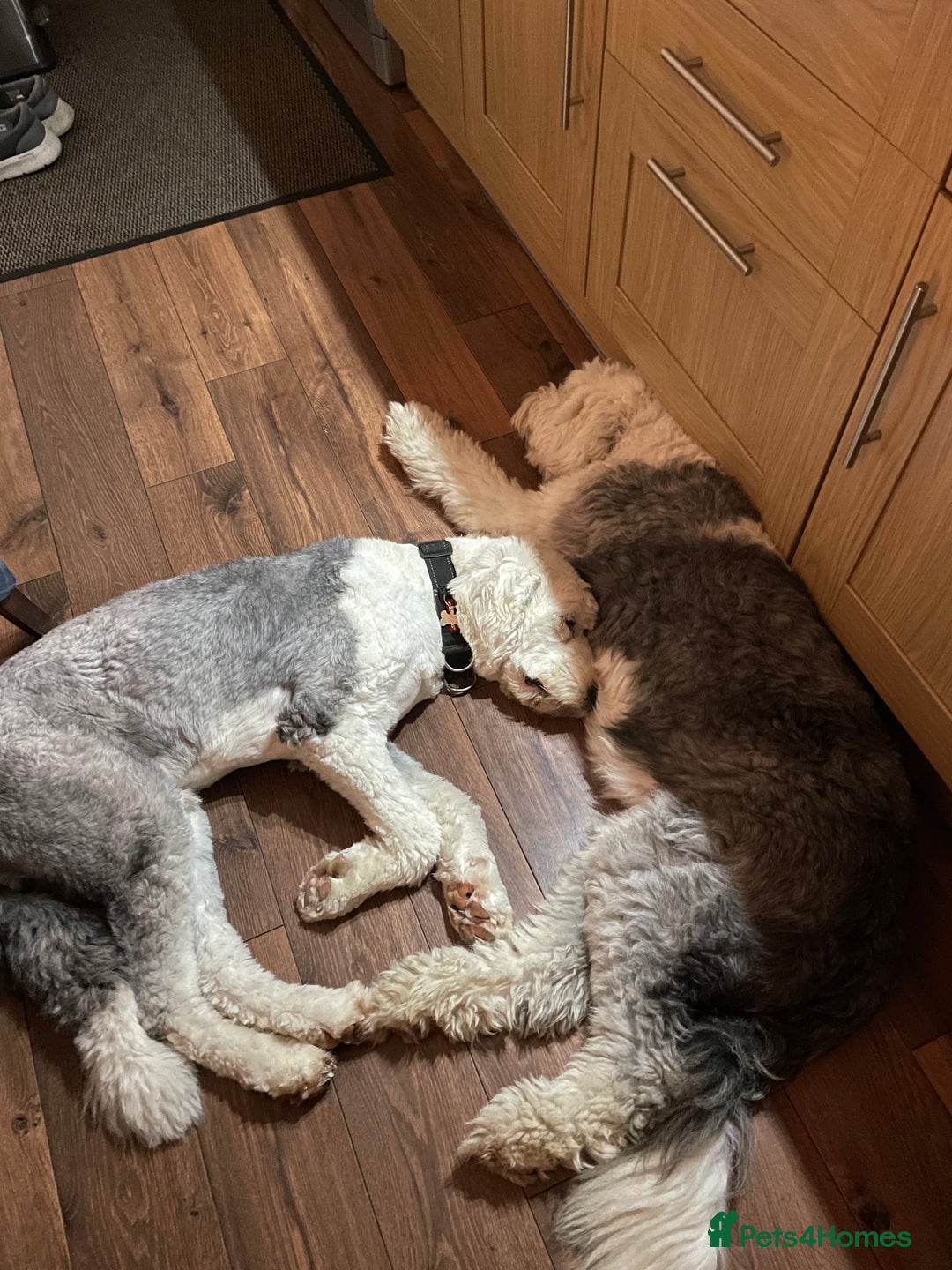 Old English Sheepdog dogs for sale: Old English puppies - Image 11