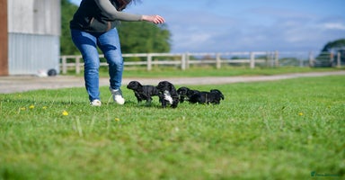 Cocker Spaniel dogs - Advert 14