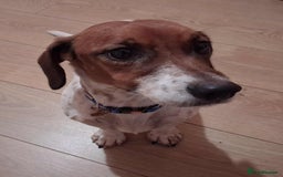 Jack Russell dogs for adoption: BENNY – WAITING FOR HIS HAPPY ENDING 🐶🏡 - Image 4
