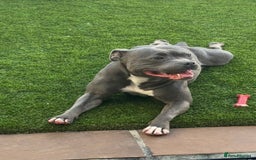 Staffordshire Bull Terrier dogs for sale: LILO .. blue female .READ ALL THE ADD  - Image 4