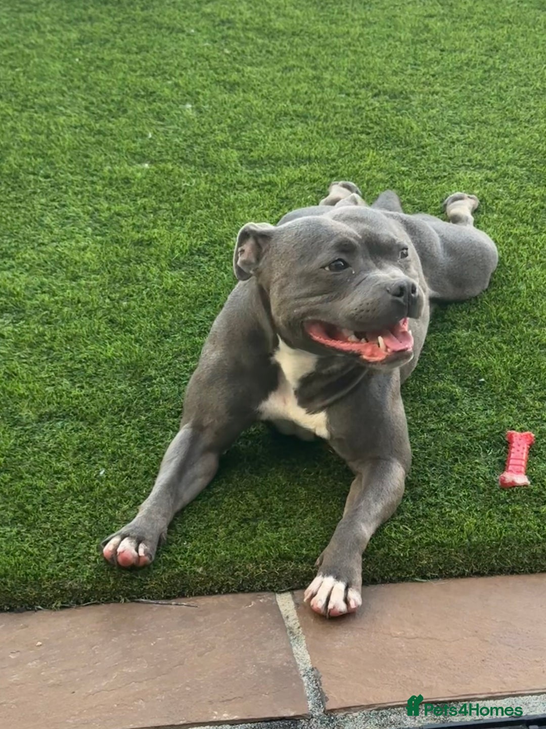 Staffordshire Bull Terrier dogs for sale: LILO .. blue female .READ ALL THE ADD  - Image 4