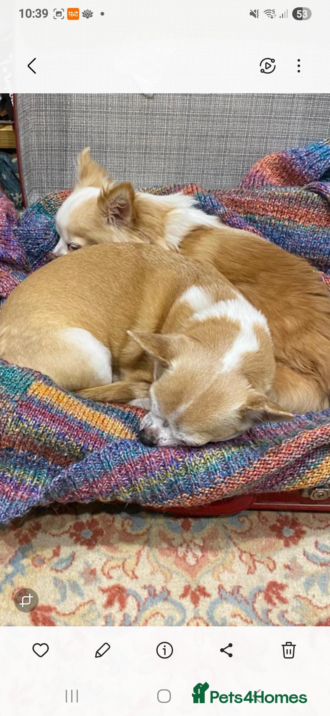 Chihuahua dogs for sale: Chihuahuas  - Image 3