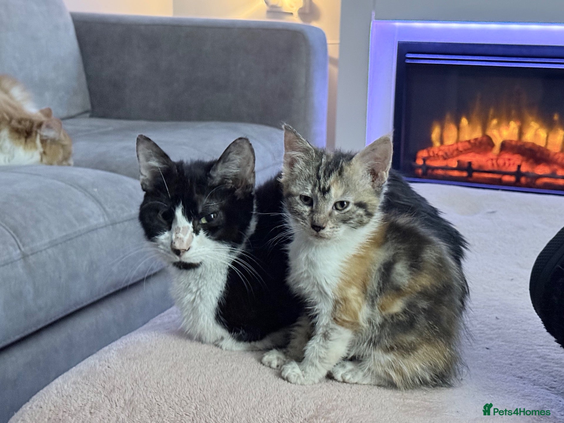 Mixed Breed cats Ready now Maine coon cross kittens  - Advert 5