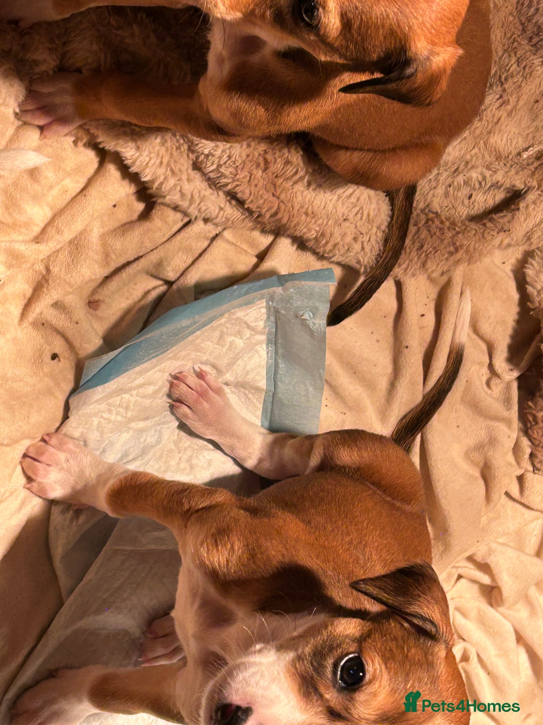 Mixed Breed dogs for sale: Saluki/bull grey hounds - Advert 5