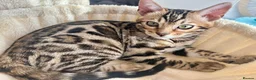 Bengal cats for sale: 🐅Gorgeous 😍One of a Kind Dream Bengal Boy!🐅 - Advert 9