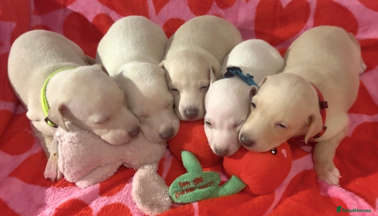 Italian Greyhound dogs Exceptionally Well-Bred Italian Greyhound Puppies - Advert 1