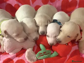 Italian Greyhound dogs Exceptionally Well-Bred Italian Greyhound Puppies - Advert 1
