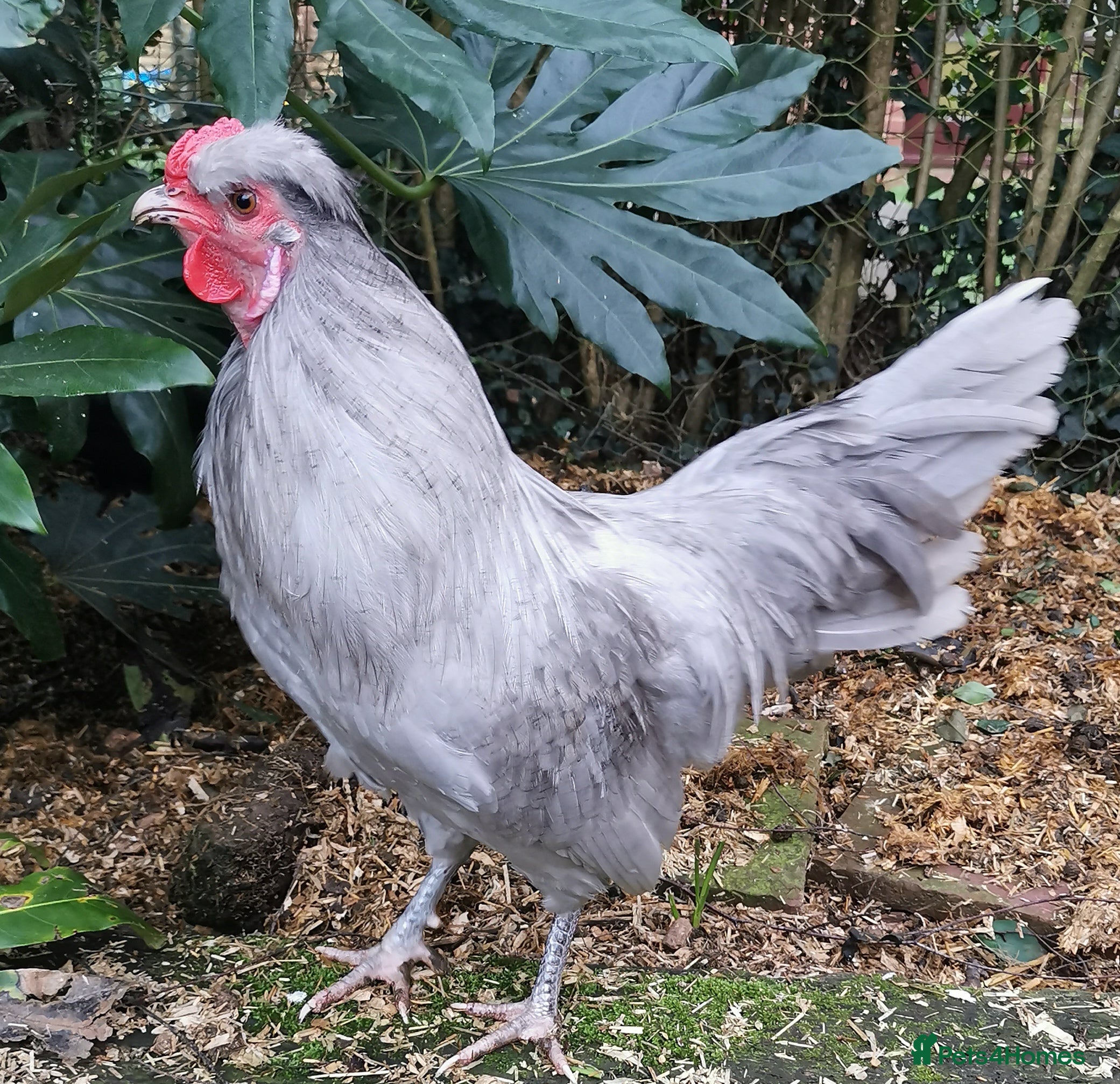 Chickens poultry Araucana Cockerel  - Advert 16