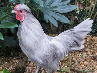 Chickens poultry Araucana Cockerel - Advert 16