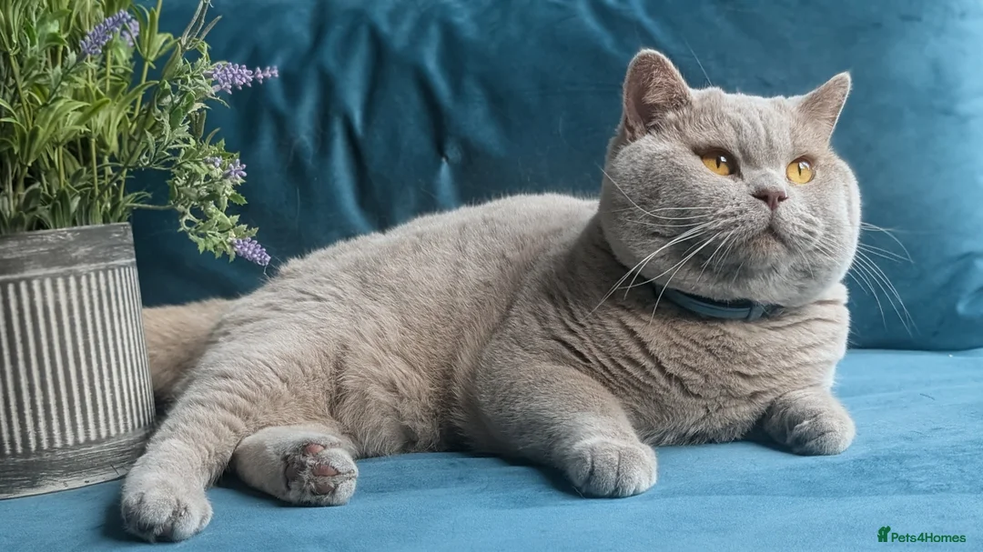 British Shorthair cats for stud: GCCF CHAMPION,TICA registered  in Barnsley - Advert 7