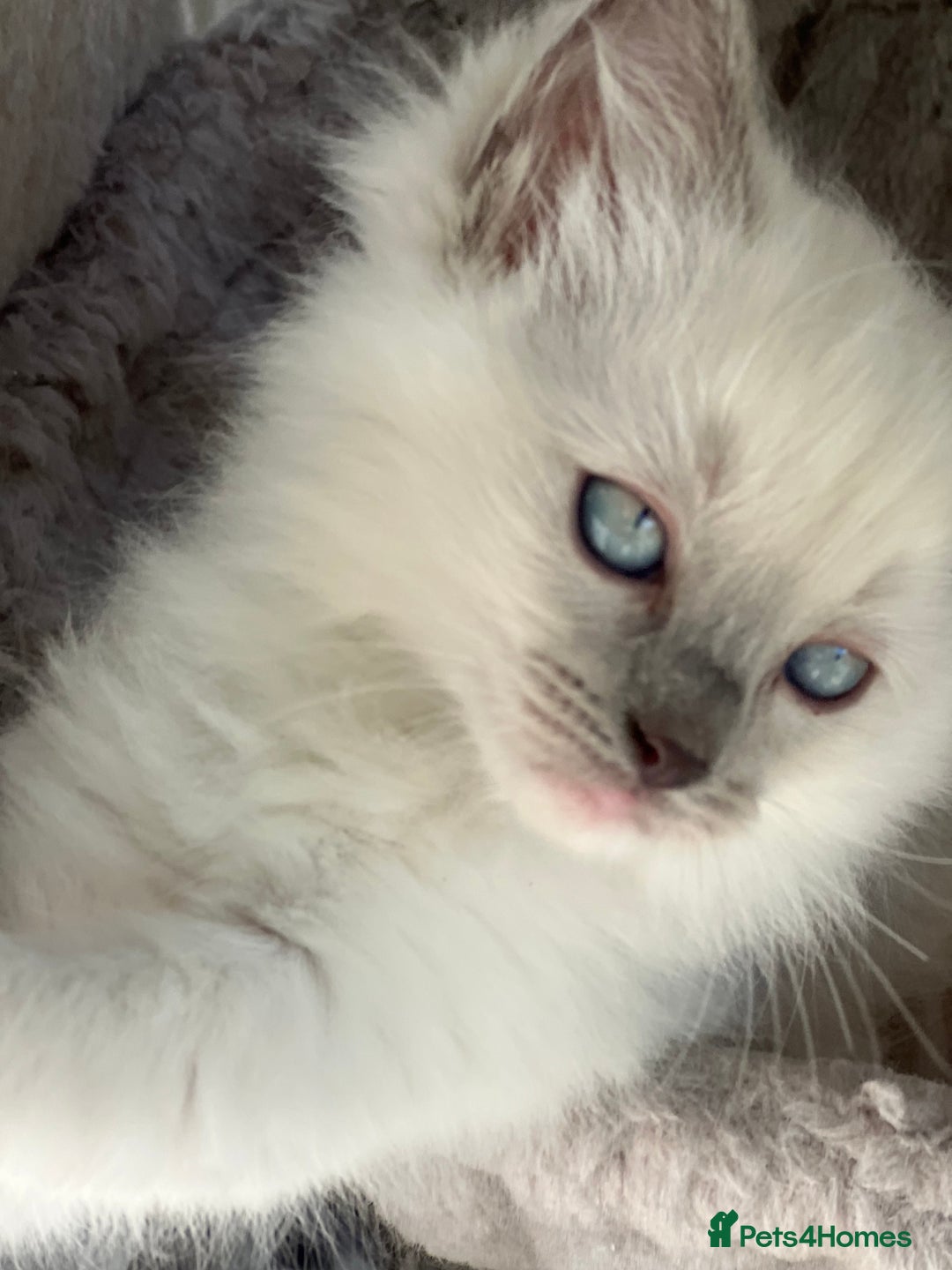 Ragdoll cats for sale: Blue Tortie Lynx kittens pure ragdolls - Advert 27