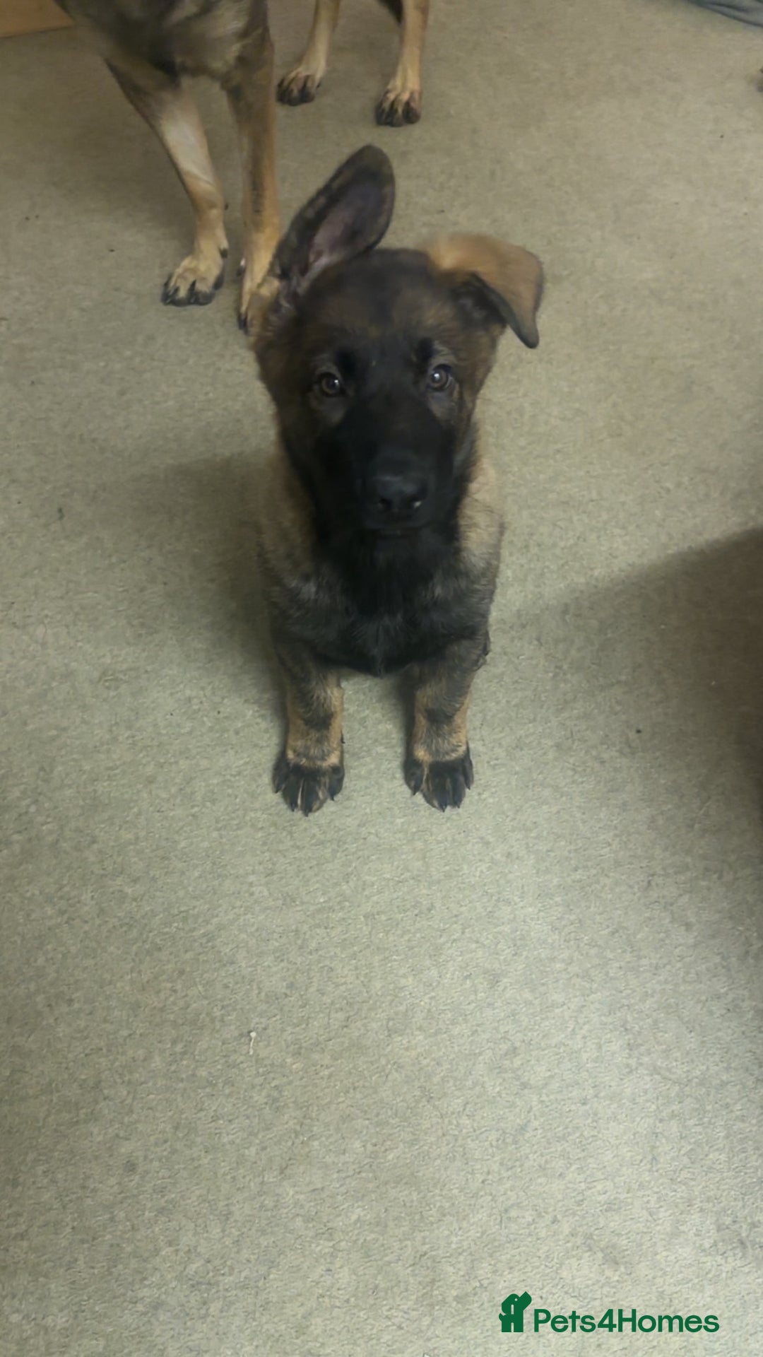 German Shepherd dogs for sale: Last female German shepherd pup kc reg working p - Advert 5