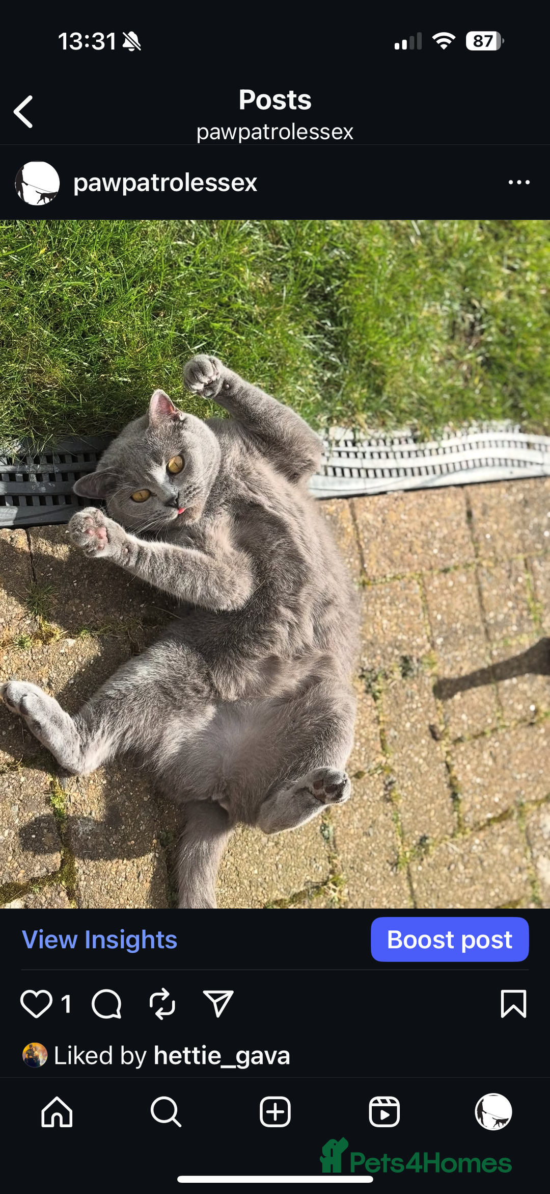 British Shorthair cats for sale: 🐾✨ Beautiful British Shorthair Cat Available ✨🐾 - Image 4