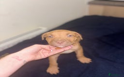 Mixed Breed dogs for sale: Staff puppies for sale!!!!! Weened and Ready now!! - Image 3