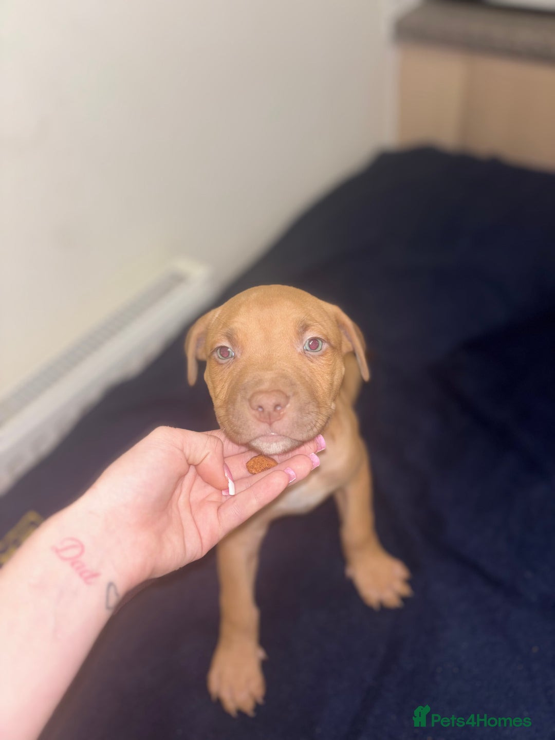 Mixed Breed dogs for sale: Staff puppies for sale!!!!! Weened and Ready now!! - Image 3