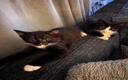 Mixed Breed cats for sale: READY NOW FOR THERE FOREVER HOMES - Image 8