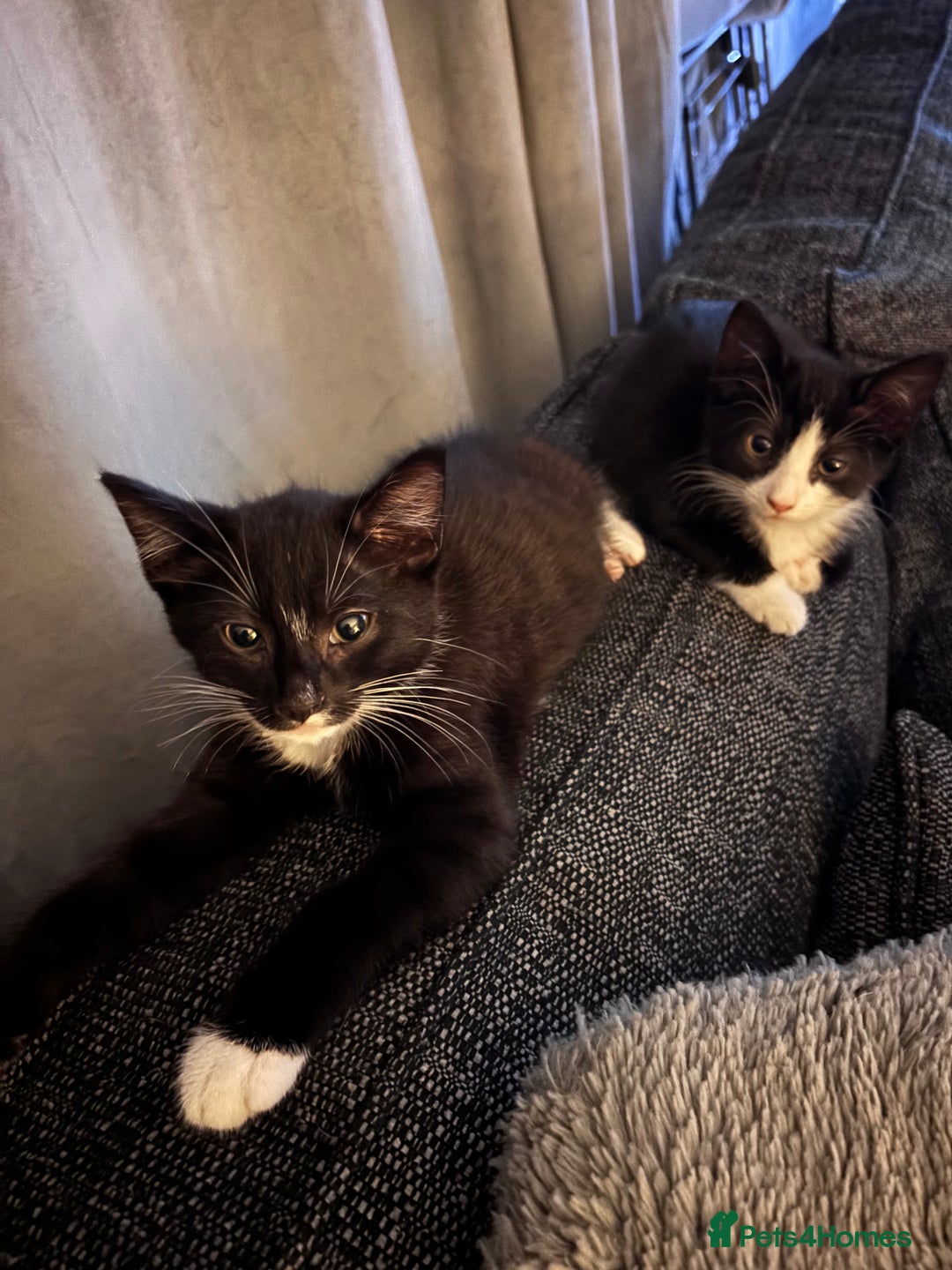 Mixed Breed cats for sale: READY NOW FOR THERE FOREVER HOMES - Image 8
