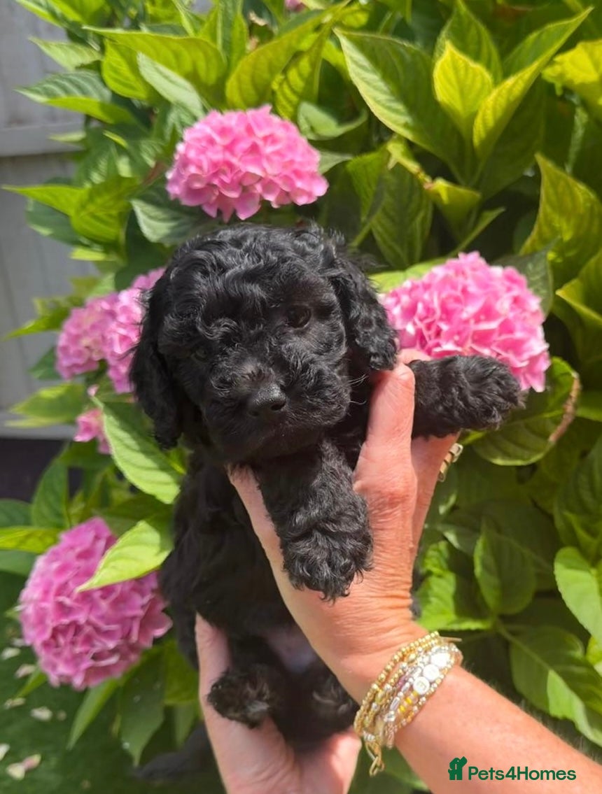 Cavapoo dogs F1B Cavapoo pups looking for their forever home - Advert 2