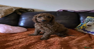 Goldendoodle dogs 👑Superb Rare Toy/Mini Deepest Red Goldendoodles👑 - Advert 7