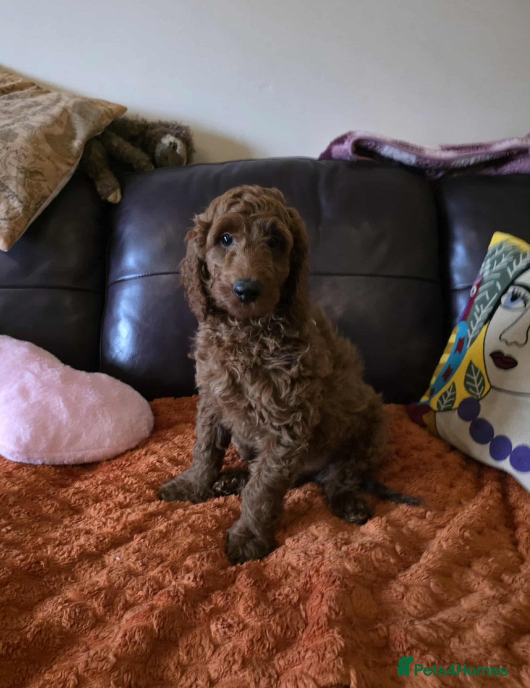 Goldendoodle dogs for sale: 👑Superb Rare Toy/Mini Deepest Red Goldendoodles👑 - Advert 2